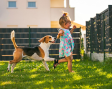  young girl runs with a beagle in her backyard on a summer day.
